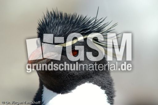 Felsenpinguine (36 von 40).jpg